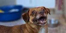 MIRTO, Hund, Mischlingshund in Bonn - Bild 6
