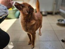 MIRTO, Hund, Mischlingshund in Bonn - Bild 7