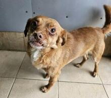 MIRTO, Hund, Mischlingshund in Bonn - Bild 8