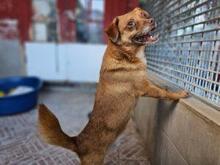 MIRTO, Hund, Mischlingshund in Bonn - Bild 9