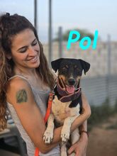 POL, Hund, Ratonero Bodeguero Andaluz-Mix in Spanien - Bild 12