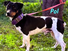 POL, Hund, Ratonero Bodeguero Andaluz-Mix in Spanien - Bild 2