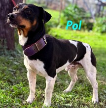 POL, Hund, Ratonero Bodeguero Andaluz-Mix in Spanien - Bild 4