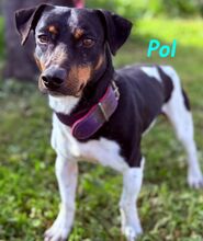 POL, Hund, Ratonero Bodeguero Andaluz-Mix in Spanien - Bild 5