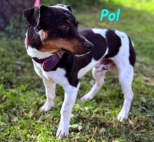 POL, Hund, Ratonero Bodeguero Andaluz-Mix in Spanien - Bild 6