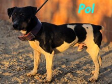 POL, Hund, Ratonero Bodeguero Andaluz-Mix in Spanien - Bild 8