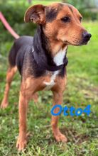 OTTO4, Hund, Ratonero Bodeguero Andaluz-Mix in Spanien - Bild 3