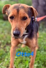 OTTO4, Hund, Ratonero Bodeguero Andaluz-Mix in Spanien - Bild 4