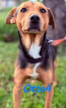 OTTO4, Hund, Ratonero Bodeguero Andaluz-Mix in Spanien - Bild 5