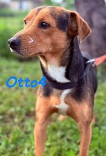 OTTO4, Hund, Ratonero Bodeguero Andaluz-Mix in Spanien - Bild 6