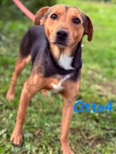 OTTO4, Hund, Ratonero Bodeguero Andaluz-Mix in Spanien - Bild 7