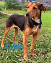 OTTO4, Hund, Ratonero Bodeguero Andaluz-Mix in Spanien - Bild 8