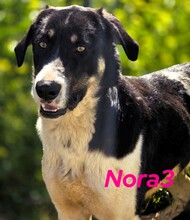 NORA3, Hund, Mastin Español in Spanien - Bild 2