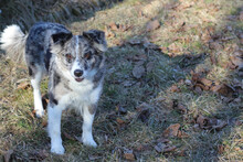 LULU, Hund, Mischlingshund in Rumänien - Bild 20