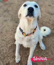 SHIVA2, Hund, Mastin Español in Spanien - Bild 1