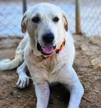 SHIVA2, Hund, Mastin Español in Spanien - Bild 3