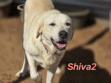 SHIVA2, Hund, Mastin Español in Spanien - Bild 5