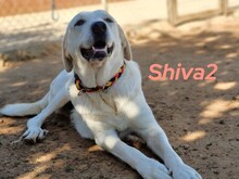 SHIVA2, Hund, Mastin Español in Spanien - Bild 6