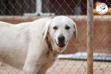 SHIVA2, Hund, Mastin Español in Spanien - Bild 8