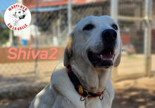 SHIVA2, Hund, Mastin Español in Spanien - Bild 9