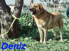 DENIZ, Hund, Mastin Español in Spanien - Bild 2