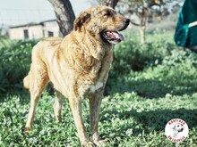 DENIZ, Hund, Mastin Español in Spanien - Bild 4