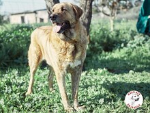 DENIZ, Hund, Mastin Español in Spanien - Bild 5