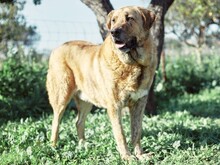 DENIZ, Hund, Mastin Español in Spanien - Bild 6