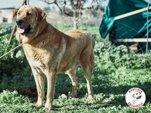 DENIZ, Hund, Mastin Español in Spanien - Bild 7