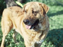 DENIZ, Hund, Mastin Español in Spanien - Bild 9