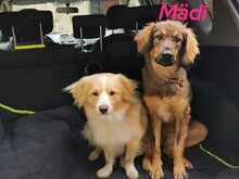 MÄDI, Hund, Mischlingshund in Griechenland - Bild 1