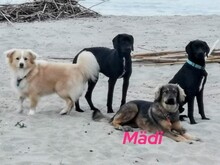 MÄDI, Hund, Mischlingshund in Griechenland - Bild 3