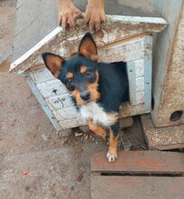 ZSIVANY, Hund, Terrier-Mix in Ungarn - Bild 1