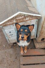 ZSIVANY, Hund, Terrier-Mix in Ungarn - Bild 2