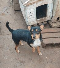 ZSIVANY, Hund, Terrier-Mix in Ungarn - Bild 3