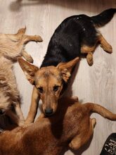 LOTUS, Hund, Mischlingshund in Ungarn - Bild 2