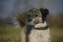 TEDDYTHESTÖPSEL, Hund, Mischlingshund in Vielank - Bild 1