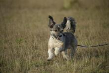 TEDDYTHESTÖPSEL, Hund, Mischlingshund in Vielank - Bild 4