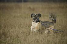 TEDDYTHESTÖPSEL, Hund, Mischlingshund in Vielank - Bild 5