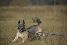 TEDDYTHESTÖPSEL, Hund, Mischlingshund in Vielank - Bild 6