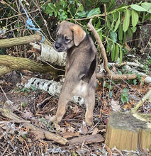 MUFFIN, Hund, Deutscher Schäferhund-Labrador-Mix in Berlin - Bild 10