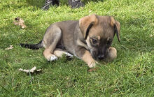 MUFFIN, Hund, Deutscher Schäferhund-Labrador-Mix in Berlin - Bild 11