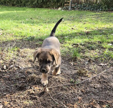 MUFFIN, Hund, Deutscher Schäferhund-Labrador-Mix in Berlin - Bild 13