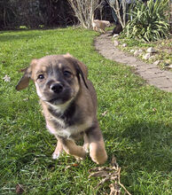 MUFFIN, Hund, Deutscher Schäferhund-Labrador-Mix in Berlin - Bild 2