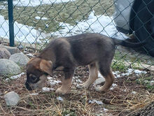 MUFFIN, Hund, Deutscher Schäferhund-Labrador-Mix in Berlin - Bild 3