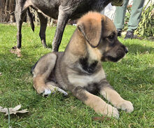 MUFFIN, Hund, Deutscher Schäferhund-Labrador-Mix in Berlin - Bild 4