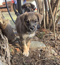 MUFFIN, Hund, Deutscher Schäferhund-Labrador-Mix in Berlin - Bild 6