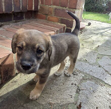 MUFFIN, Hund, Deutscher Schäferhund-Labrador-Mix in Berlin - Bild 8