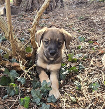 MUFFIN, Hund, Deutscher Schäferhund-Labrador-Mix in Berlin - Bild 9