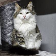 PRINCESS, Katze, Langhaarkatze-Mix in Bulgarien - Bild 10